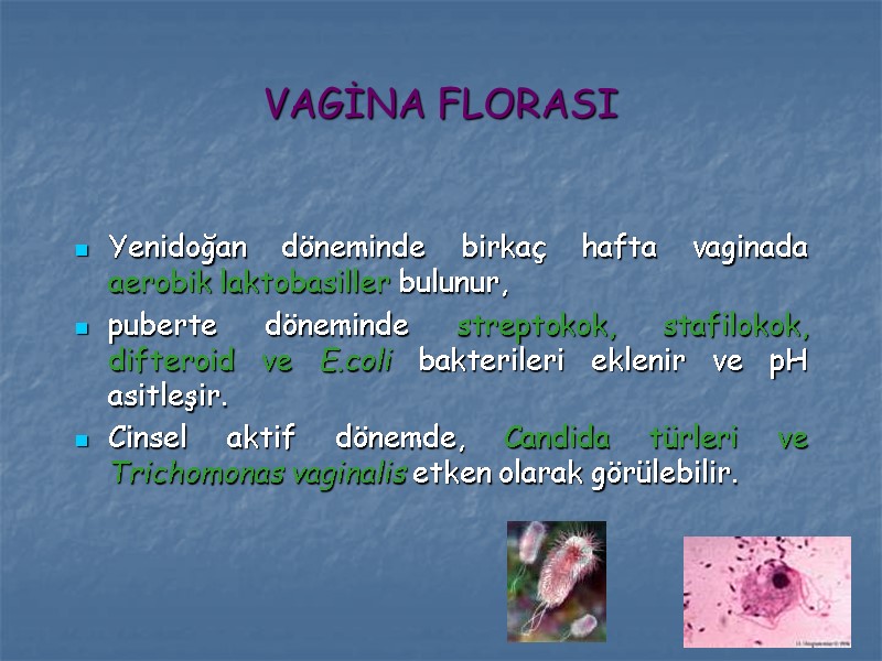 VAGİNA FLORASI Yenidoğan döneminde birkaç hafta vaginada aerobik laktobasiller bulunur,  puberte döneminde streptokok,